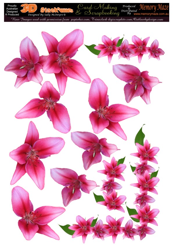 Pink iris